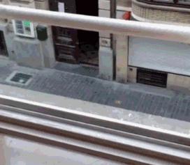 养猫不封窗的人,养猫不封窗猫为什么不会逃跑