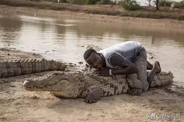 把非洲鳄界扛把子当宠物养是一种怎样的体验？