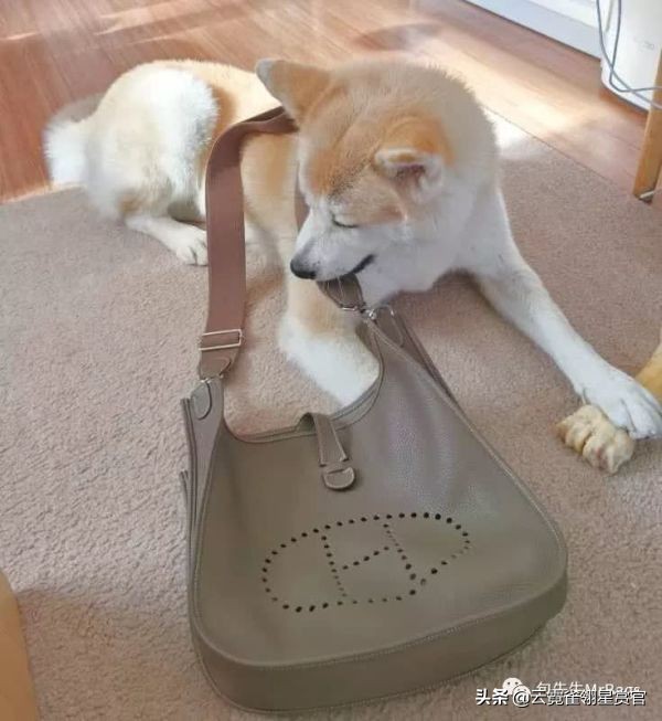 好看又大的宠物包,超好看的宠物包