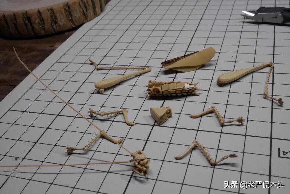 昆虫标本树脂竹节虫,昆虫标本制作竹节虫