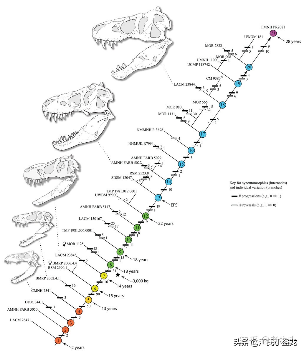 霸王龙在各时段的演化,霸王龙多大的时候可以独立