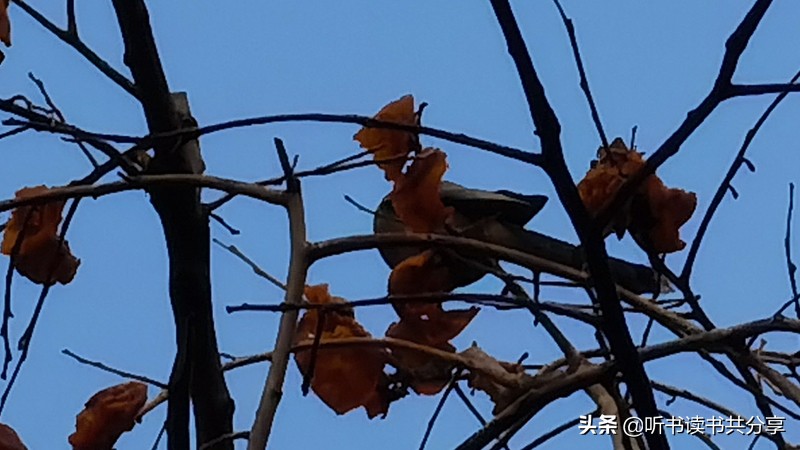 喜鹊声中，为满树的红柿子点赞