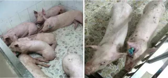 《抗非战略如何布置,分期治疗是关键》——深度剖析