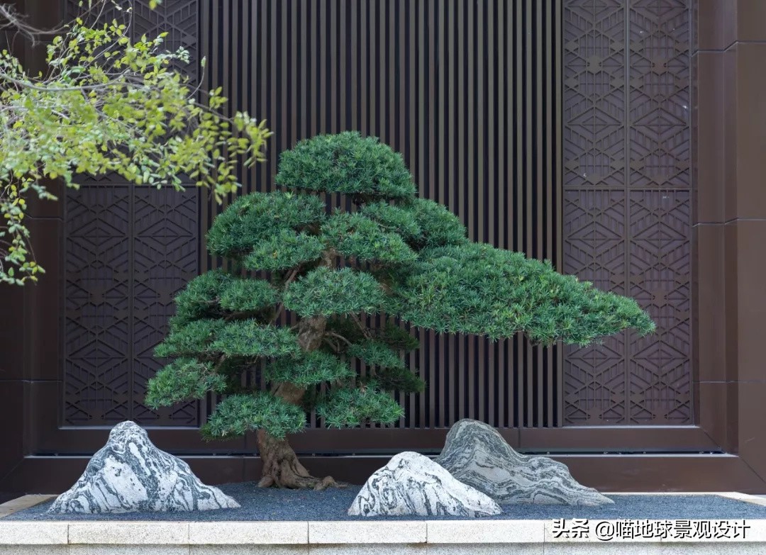 庭院景观设计品种齐全,别墅庭院主景树推荐