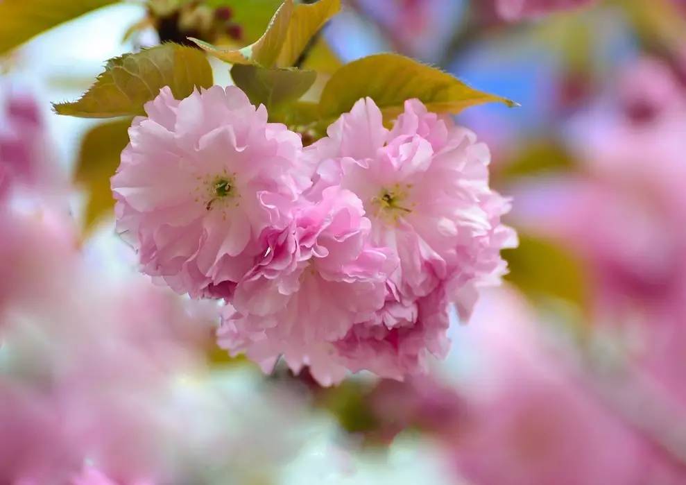 源氏物语美人如画深度解析,美人如画源氏物语