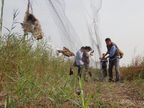 鸟儿放生抖音最火版,放生鸟最好在什么时候放生