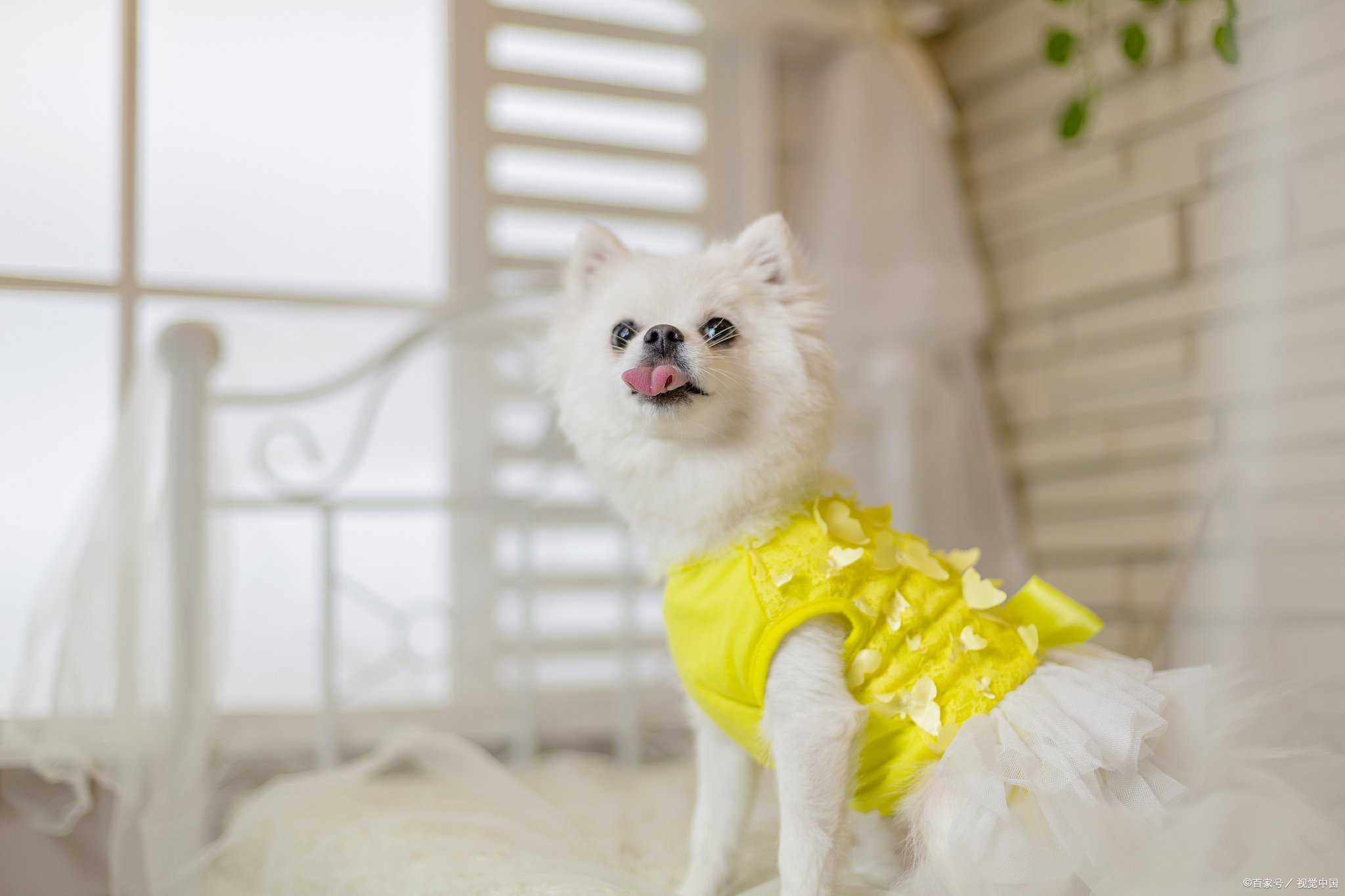 博美不吃狗粮的原因是什么,博美不吃狗粮该吃什么