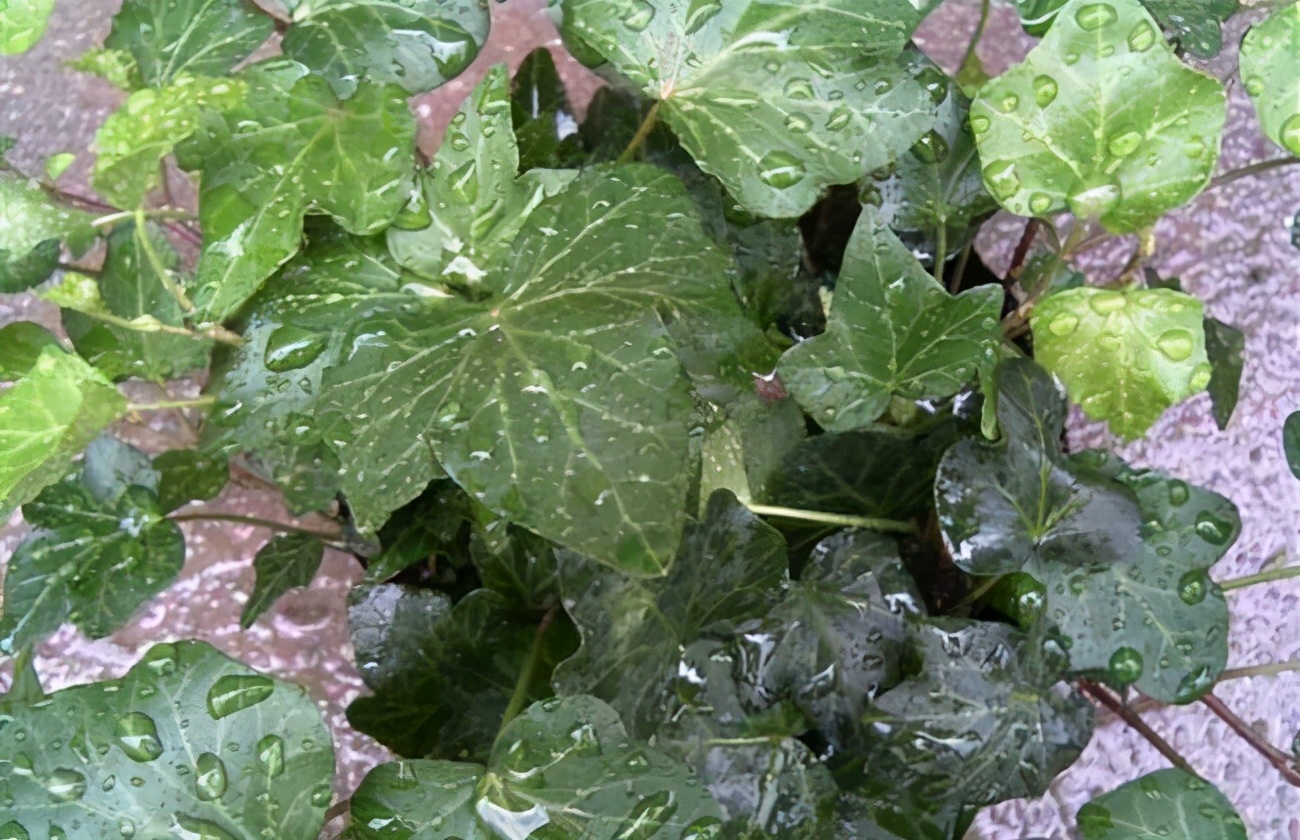 爽肤水推荐油皮痘肌科颜氏,科颜氏保湿爽肤水评测