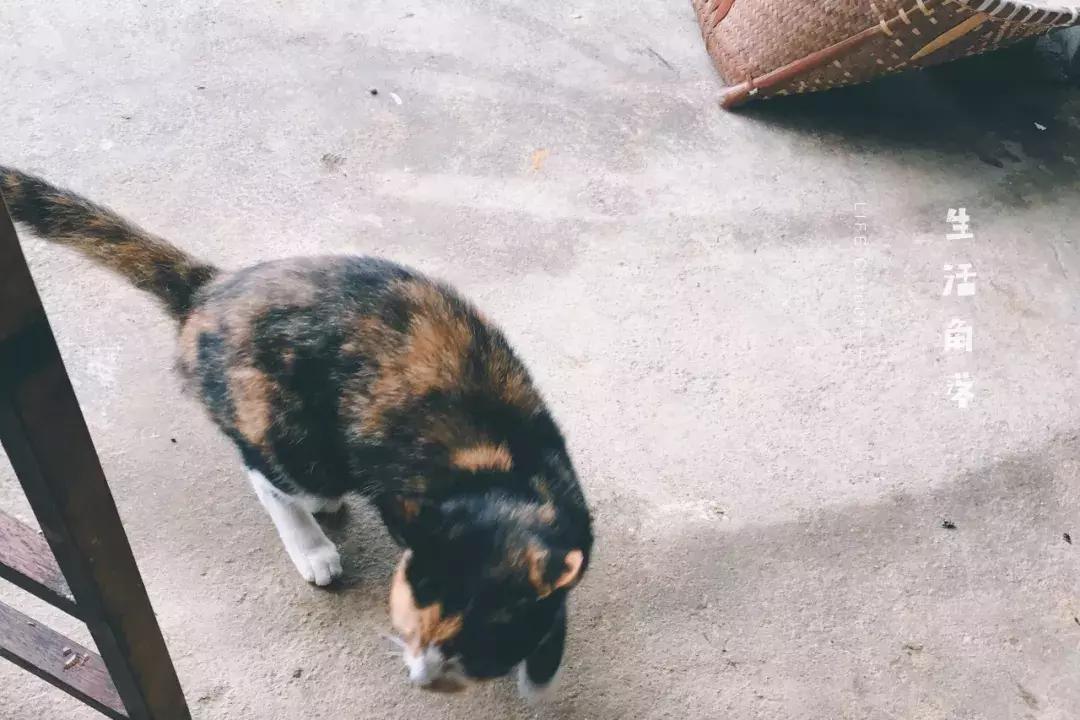 避世隐居生活的民宿,采菊东篱下悠然见南山的民宿