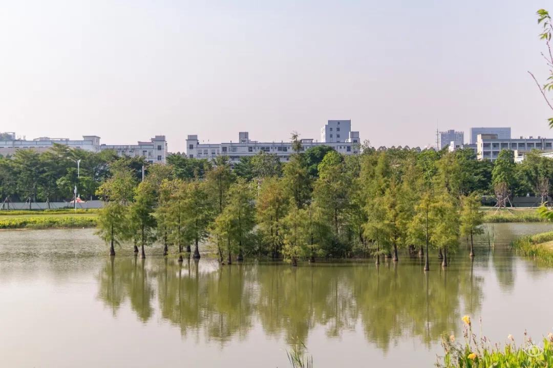 深圳免费景点好玩排名,深圳这些新公园免费玩