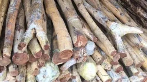 网上的黄花梨为什么那么便宜,为什么黄花梨现在这么便宜