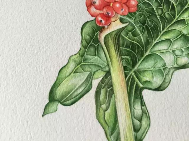 水彩密密麻麻的树叶怎么画,水彩画教程入门叶子