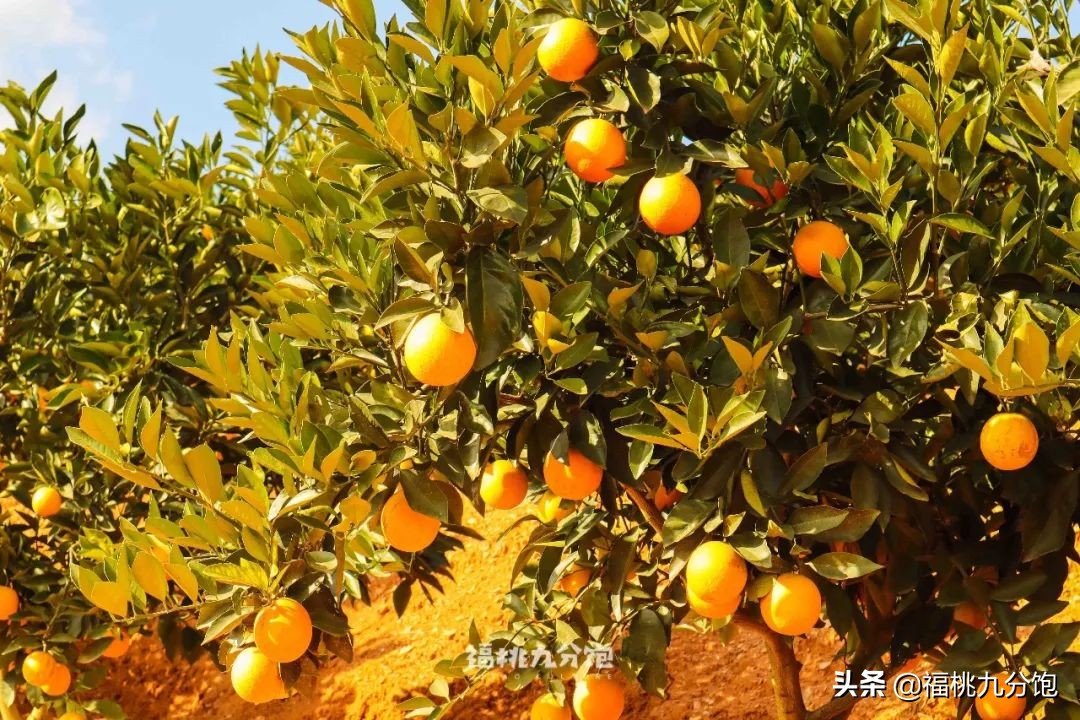 市场上卖的褚橙是真的吗,怎么区分真假褚橙2018