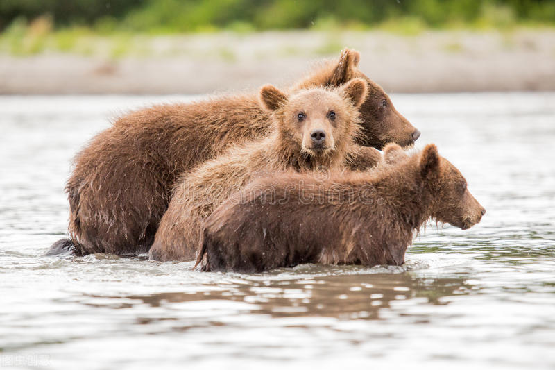 桦树茸今日价格行情,最近很火的桦树汁