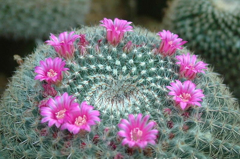 “常年丑貌君不问，一日花红万户惊”——仙人掌的产地及精品赏析