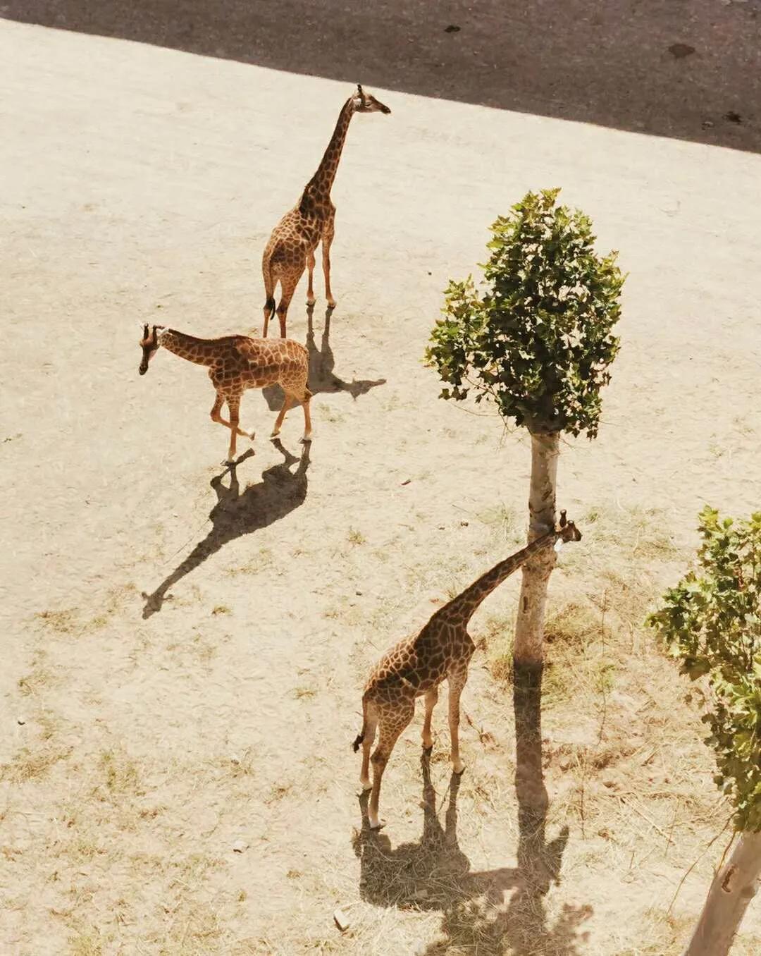 泉城欧乐堡动物王国二日游,十一假期泉城欧乐堡动物王国