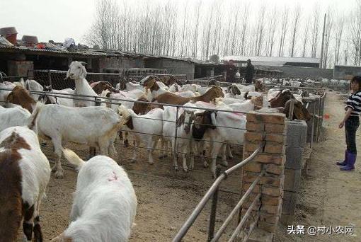 小型养殖什么最赚钱创业项目,农村养殖投资少赚钱快有哪些项目