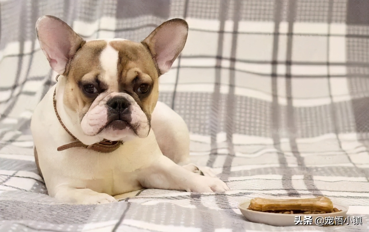 狗狗吃过猫粮以后为啥不吃狗粮,狗狗吃过骨头后不吃饭了