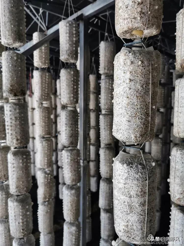 赴一场春日的邀约,五月赴一场与槐花的约会