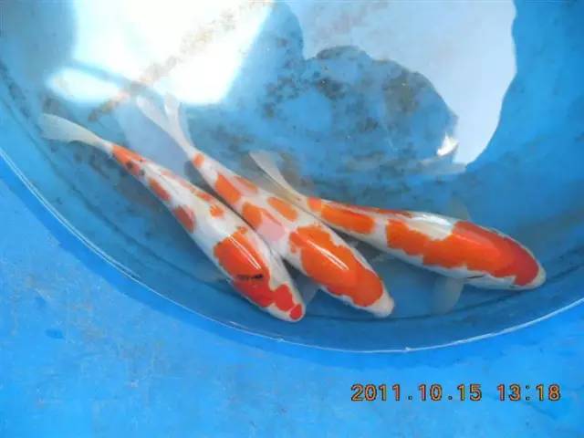 湖南最好的锦鲤养殖基地,湘潭锦鲤养殖