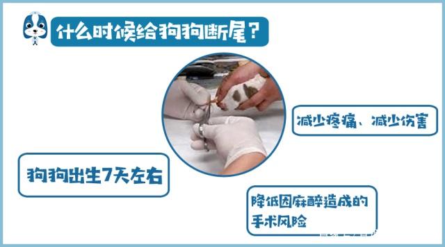 为什么有的狗狗没有尾巴,为啥狗狗没尾巴