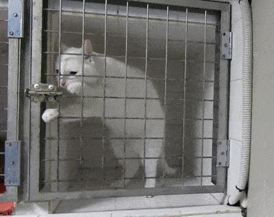 猫比狗聪明吗知乎,猫比狗诚实吗