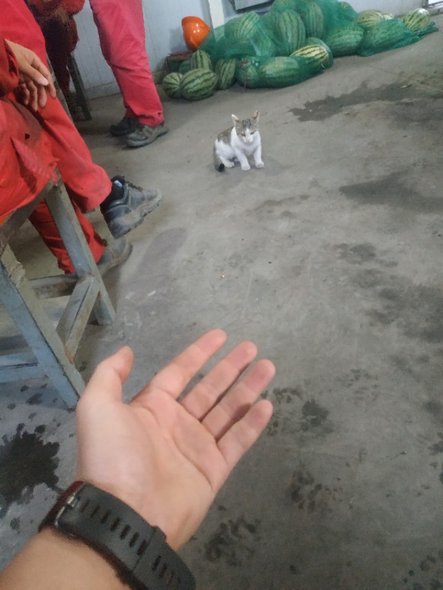 我在新疆生活的经历,我在新疆打工的日记