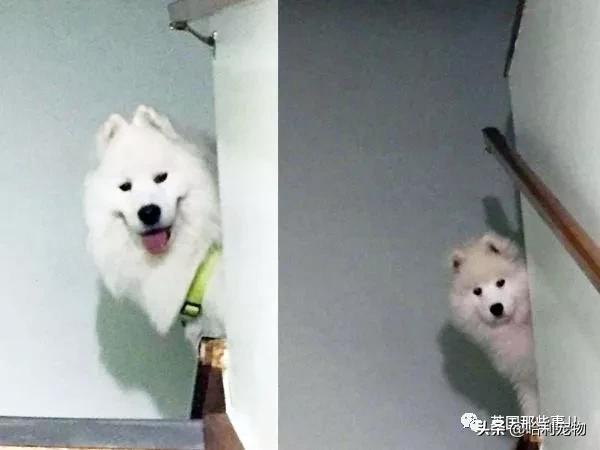 要狗看门？千万别选萨摩耶！这货除了笑不会干别的了