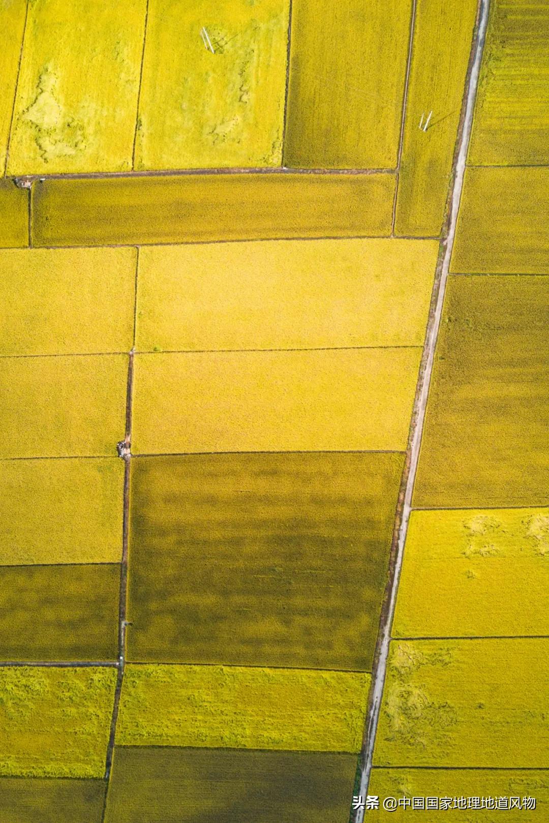 中国种水稻的省份地图,14亿大米图片