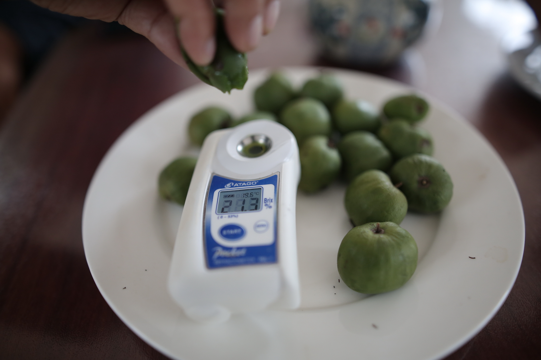 丹东特产软枣猕猴桃原产地直发,大连哪有种软枣猕猴桃的