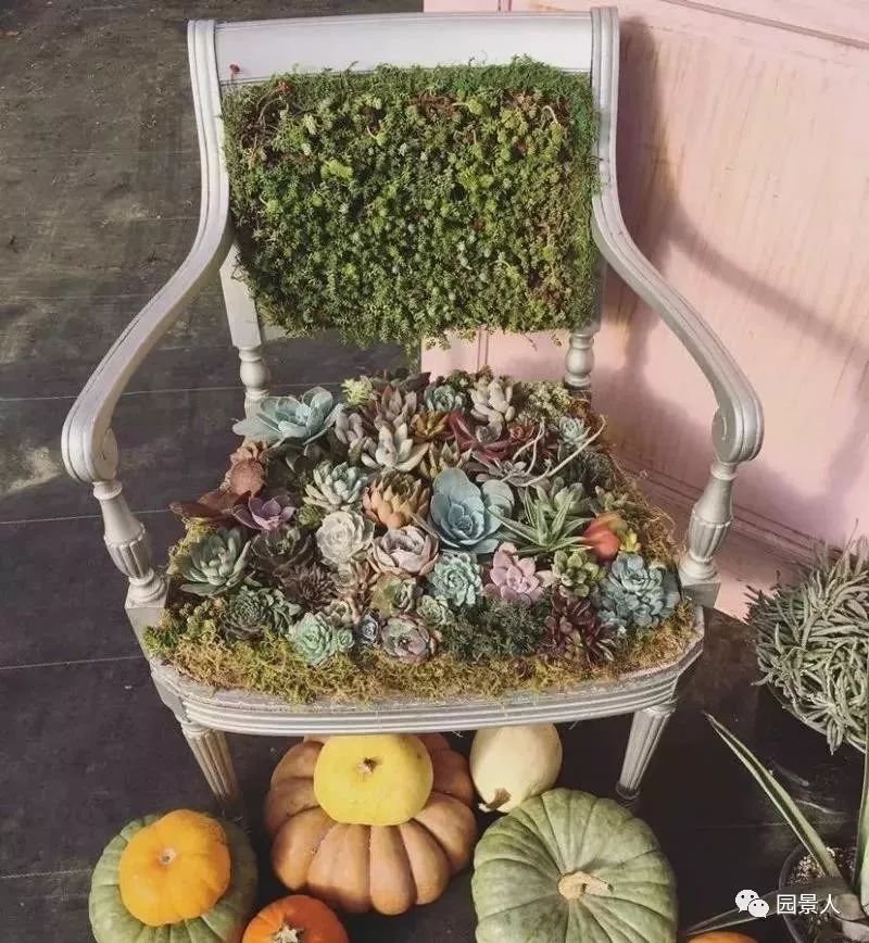 老外的多肉盆景惊艳了世界,多肉庭院美极了