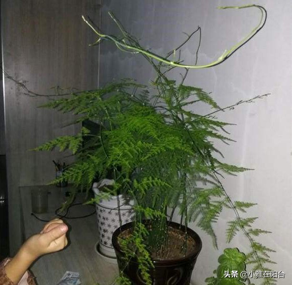 文竹如何不长新笋,郁郁葱葱的文竹