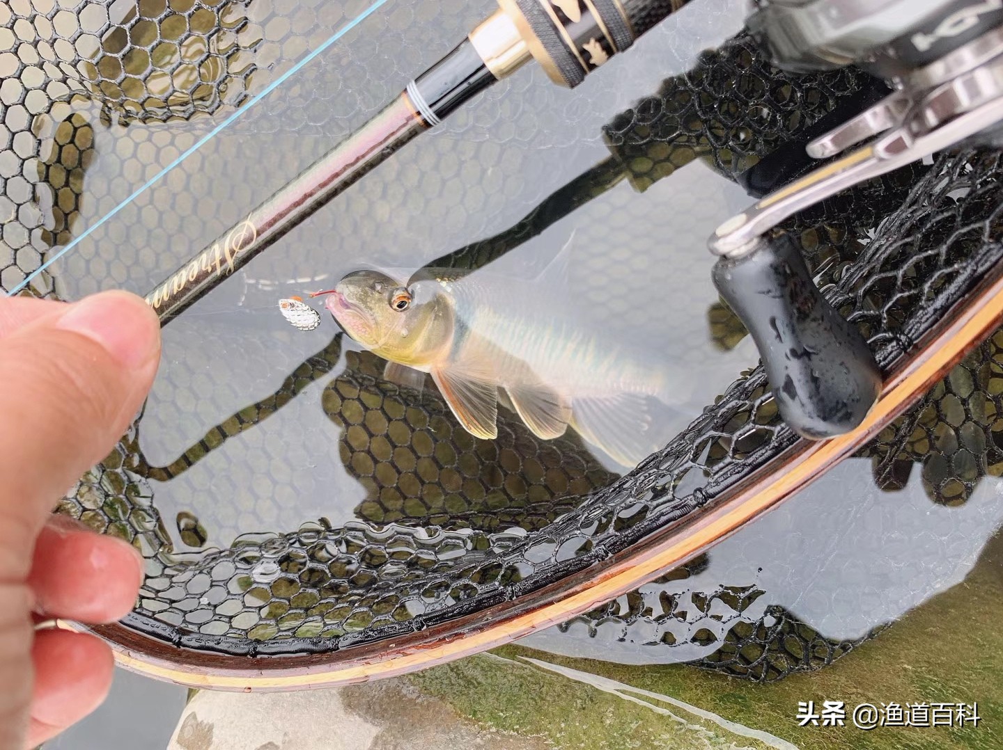 多年路亚实战经验,教你选择溪流路亚马口装备,不选贵的只选对的