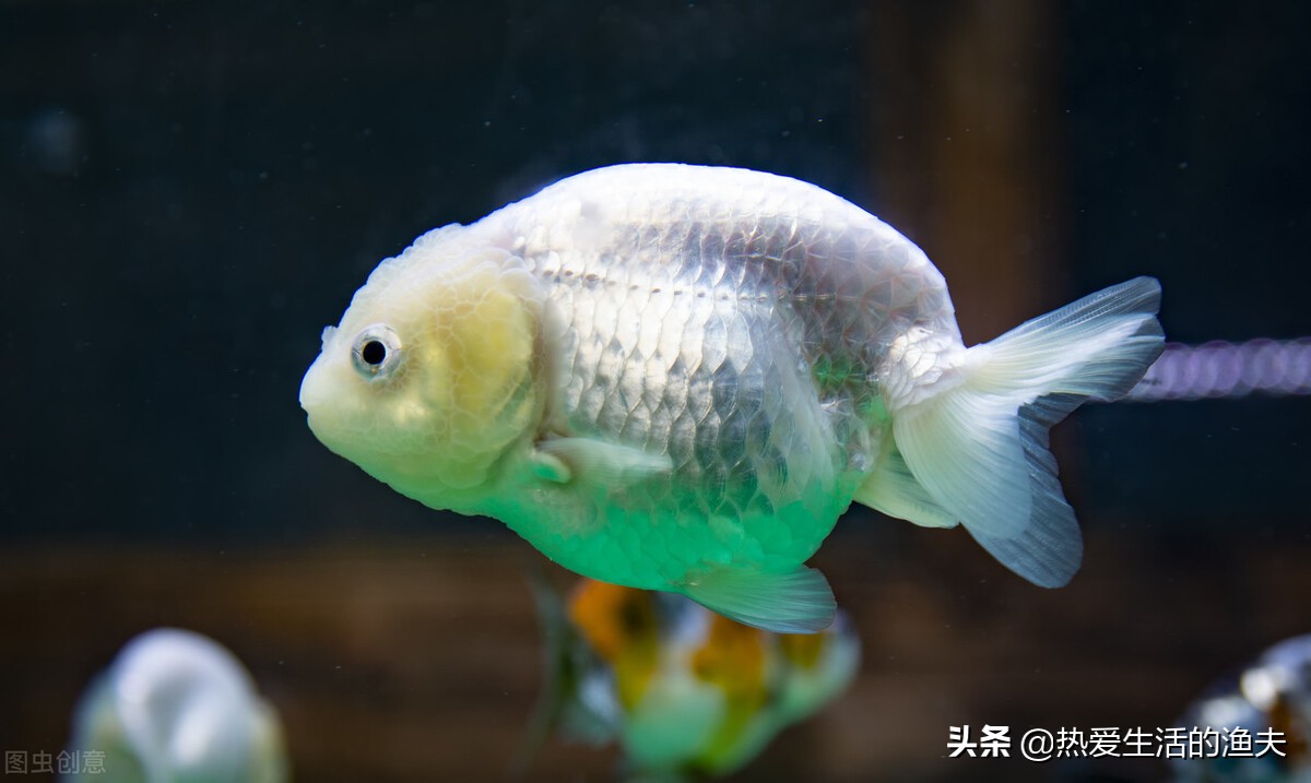 金鱼死亡怎么处理,怎么避免养的金鱼死亡