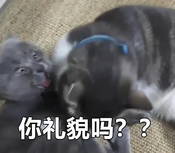 俄罗斯女子收养一只流浪橘猫,俄罗斯女孩收养猫