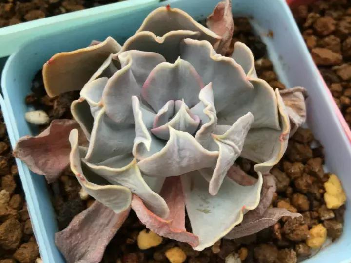 多肉长出小尾巴求救信号,多肉有什么求救信号