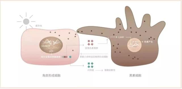 如何预防长斑和色素沉着,斑暗沉皮肤用什么护肤