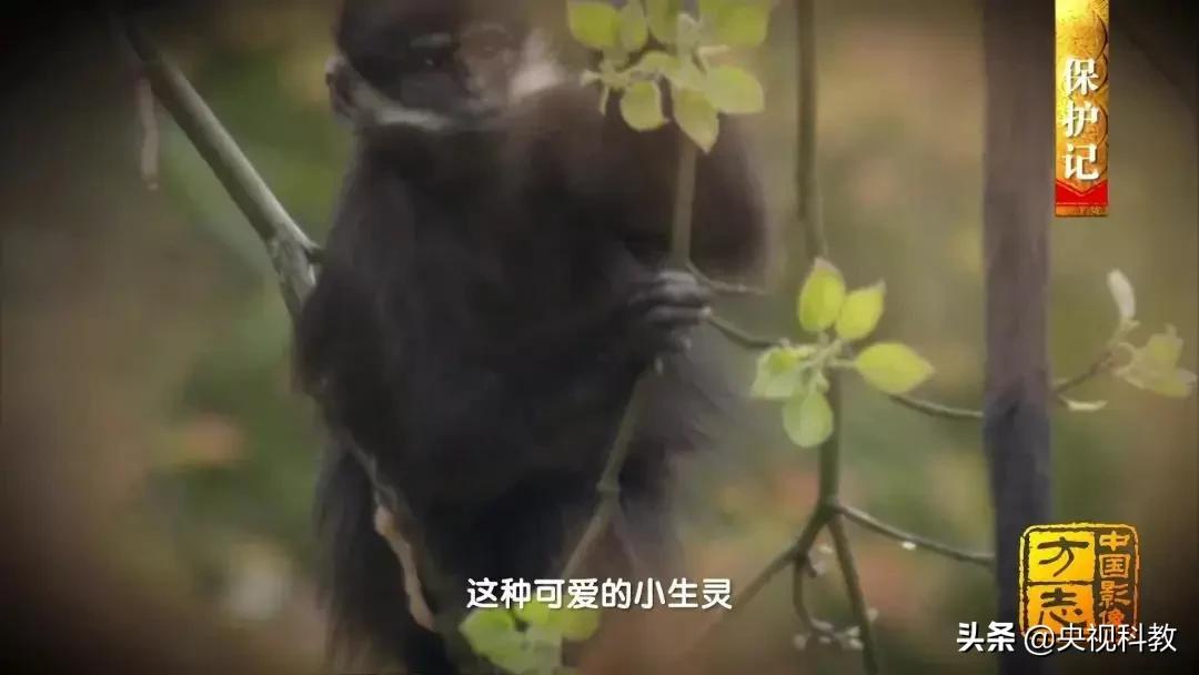 影像方志天峻,中国影像方志四川大竹篇