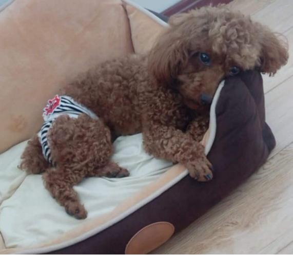 当汪星人来了“大姨妈”新手铲屎官该如何破解这难题