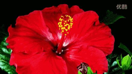 送你百花开放的瞬间动图！简直美呆了！