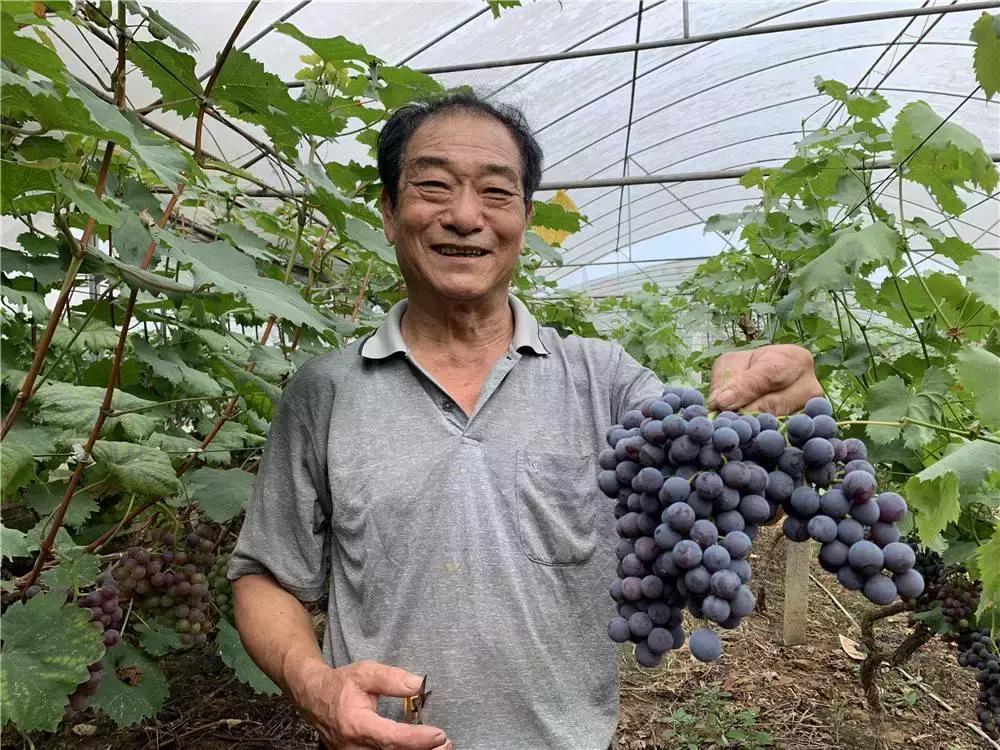 初夏时节果飘香采摘尝鲜正当时,红提采摘园