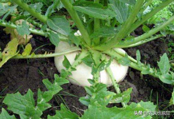 民间俗称诸葛菜,民间所称的诸葛菜