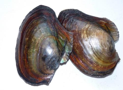 常见水生动物,河蚌适应水生生活