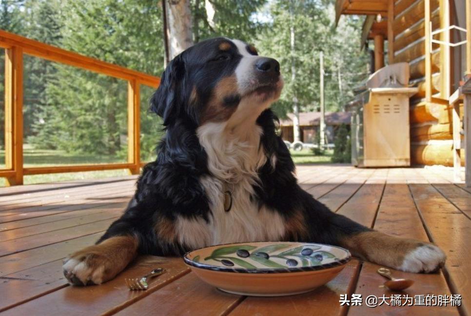 什么狗最好养小型犬不容易生病,什么狗狗好养活不容易生病小型犬