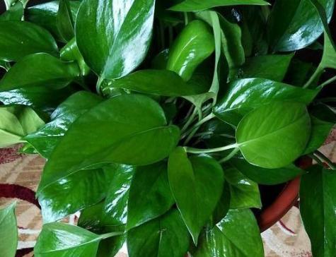 浇花实用小技巧,夏季浇花小妙招