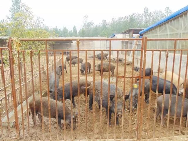 广西野猪“皇后”刘莹的致富经