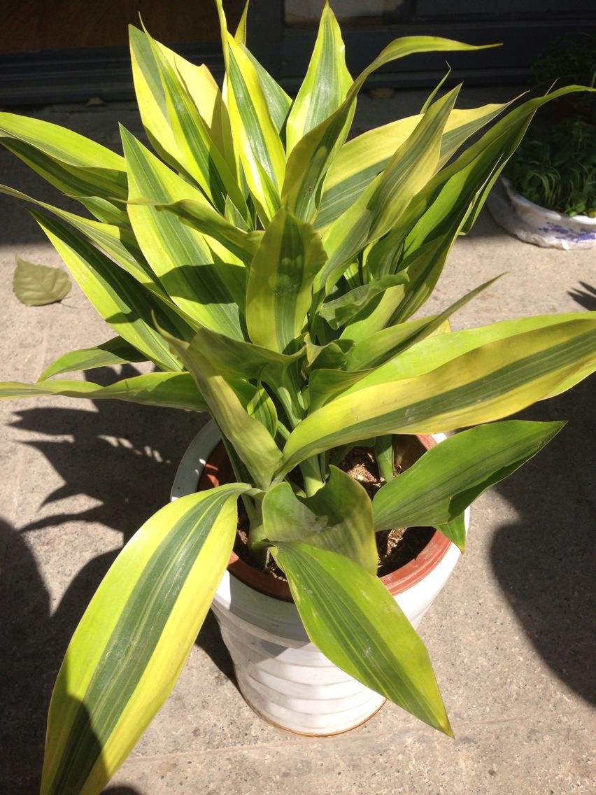 富贵竹与观音竹的区别,富贵竹和观音竹有啥区别