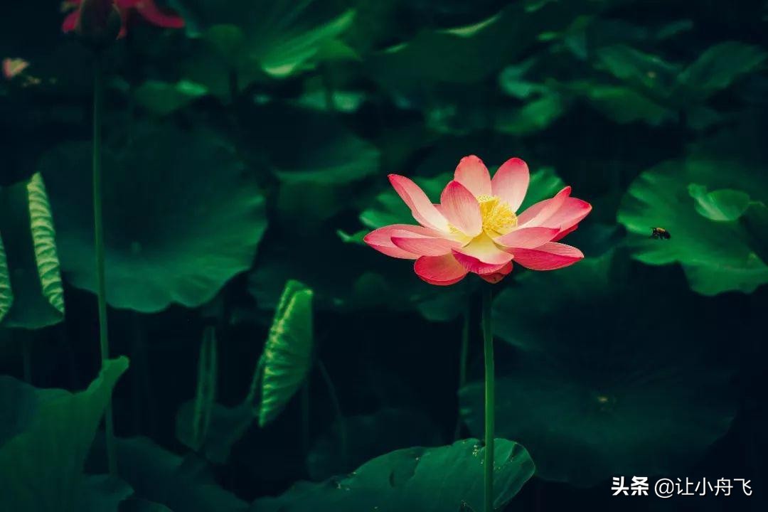 小满未满小得盈满,小满知足盈满常乐