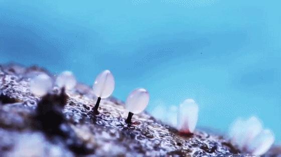 她让20万人爱上一种菌：像西米露，又似咸蛋黄，网友直呼太神奇