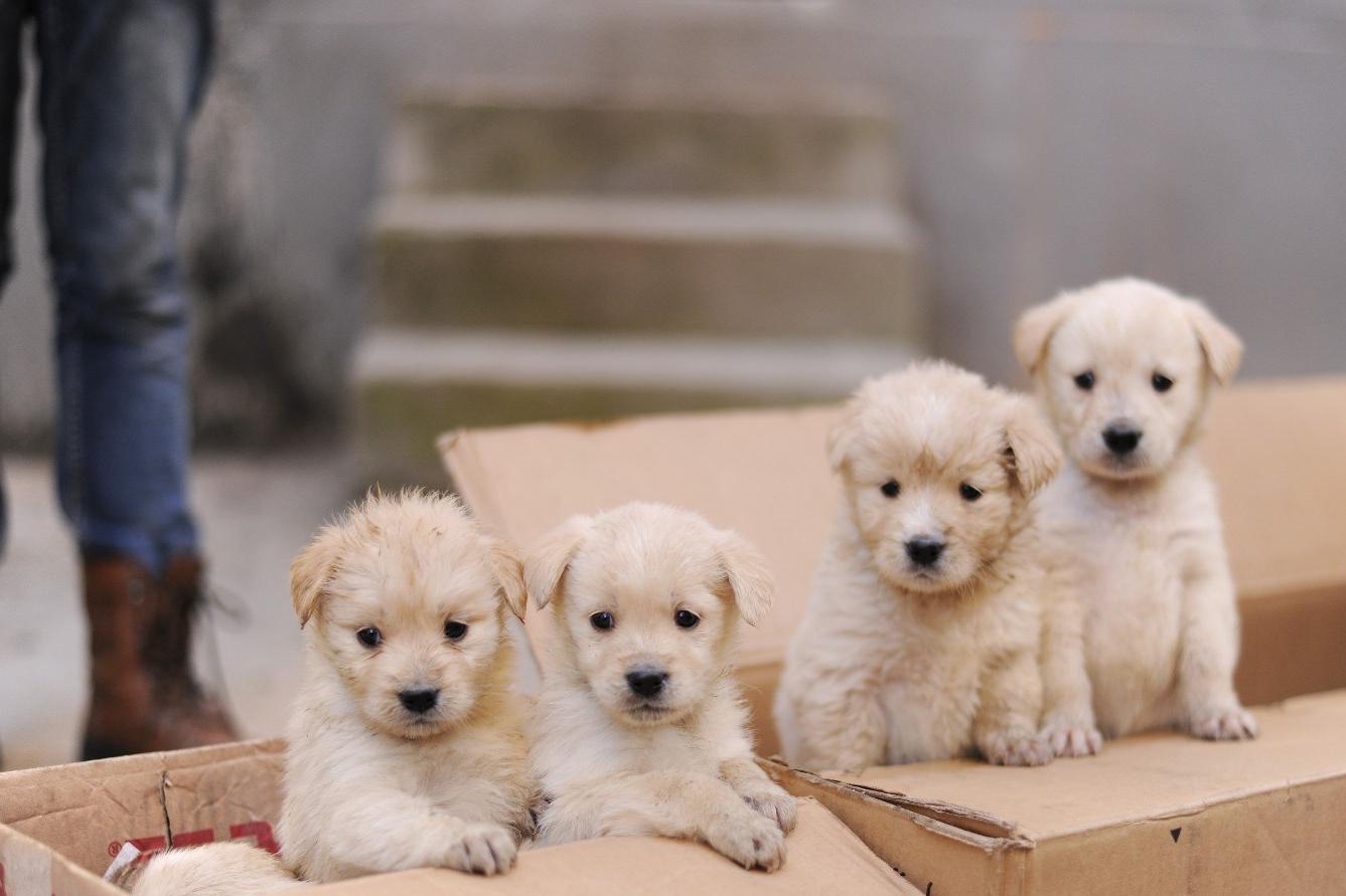 一只导盲犬要训练多久,导盲犬入住酒店被拒不带眼珠子